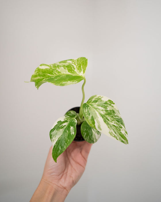 Monstera Deliciosa 'Var. Borsigniana 'Albo' - 2"