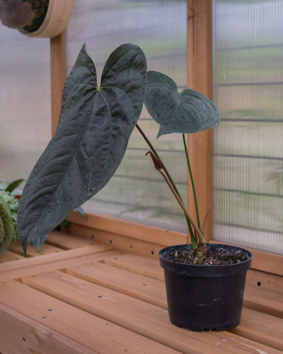 Anthurium 'Queen of Hearts' - 6" (Pick Up Only)