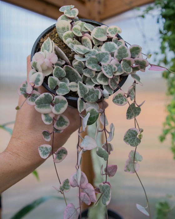 String of Hearts Variegated - 4"