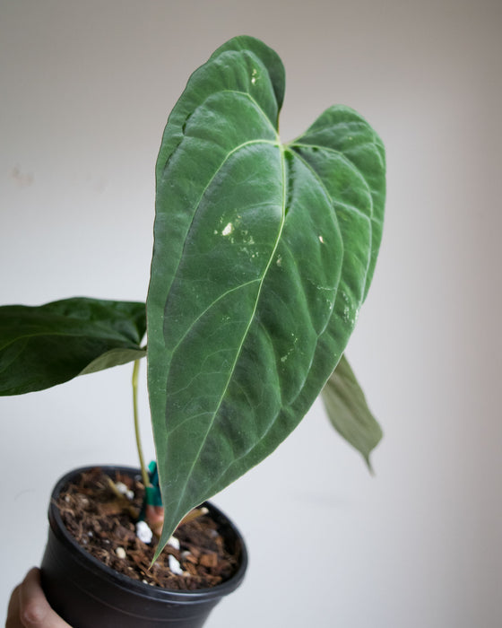 Anthurium Papillilaminum - 4" (Pick Up Only)