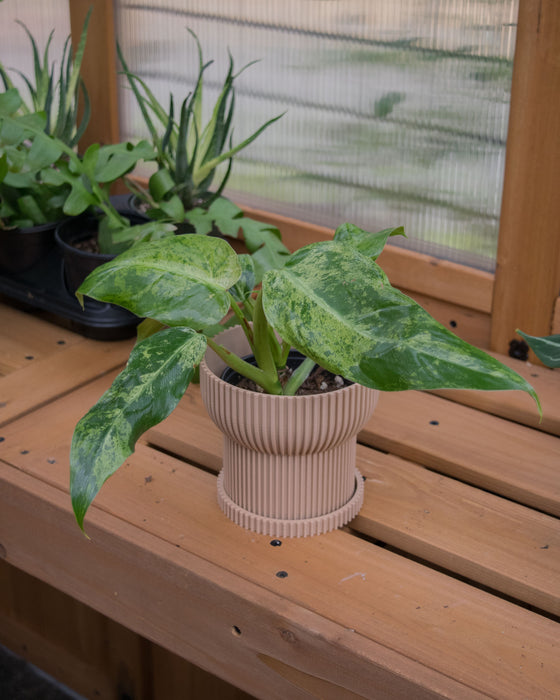 4" Japandi Ridged Planter with Drainage Tray - Tan