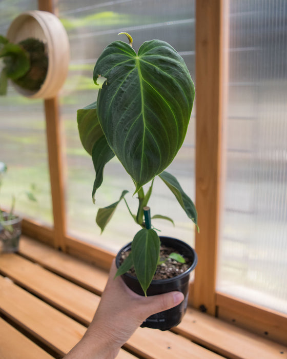 Philodendron 'Splendid' - 4" (SALE)