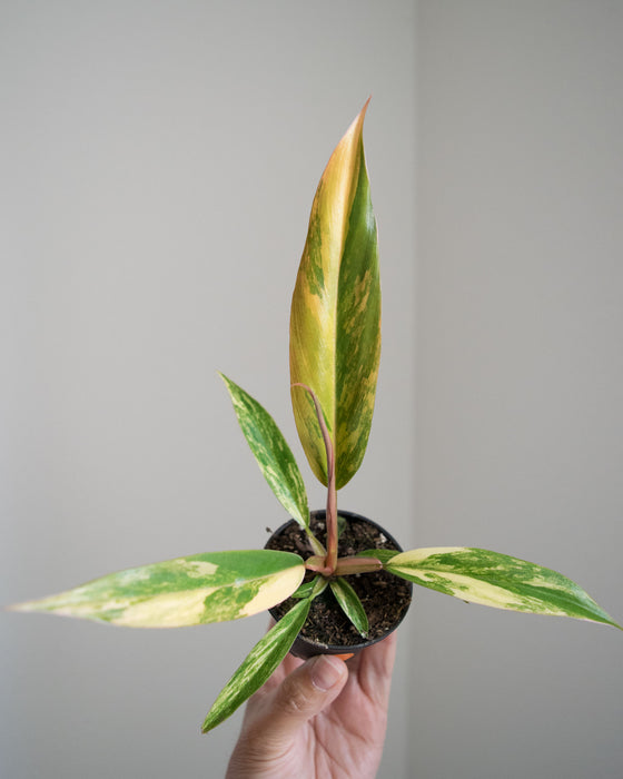 Philodendron 'Caramel Marble' - 2"