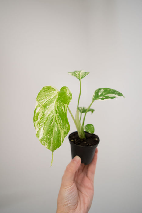 Monstera Deliciosa 'Var. Borsigniana 'Albo' - 2"