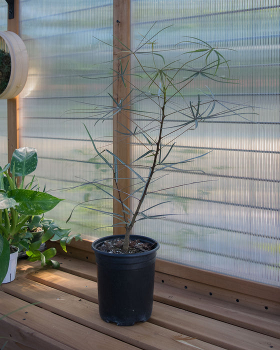 Brachychiton Rupestris 'Queensland Bottle Tree' - 6" (Pick Up Only)