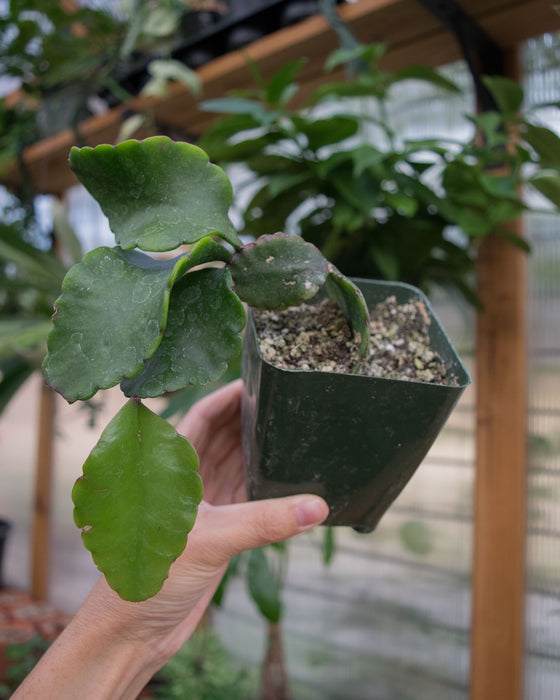 Rhipsalis Elliptica - 4"
