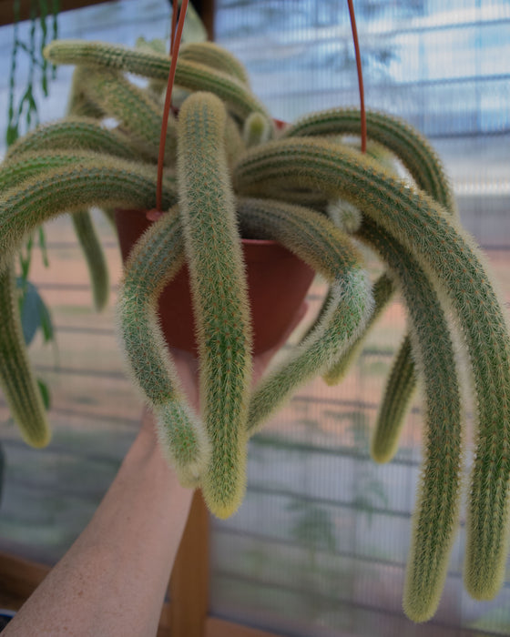 Cleistocactus Winteri 'Golden Rat Tail Cactus' - 6" (Pick Up Only)