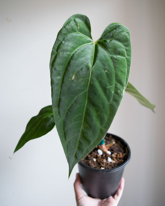 Anthurium Papillilaminum - 4" (Pick Up Only)