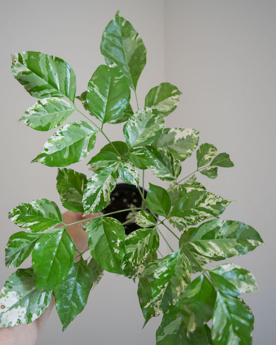 Radermachera Sinica 'Variegata' - 4"