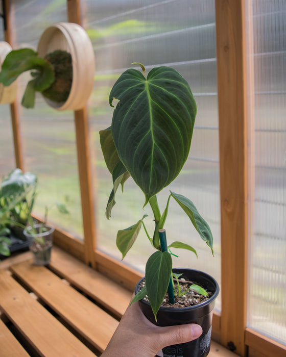 Philodendron 'Splendid' - 4" (SALE)