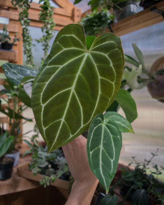 Anthurium Crystallinum - 4" (Pick Up Only)