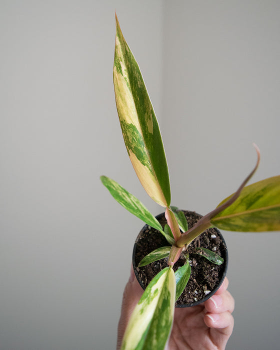 Philodendron 'Caramel Marble' - 2"