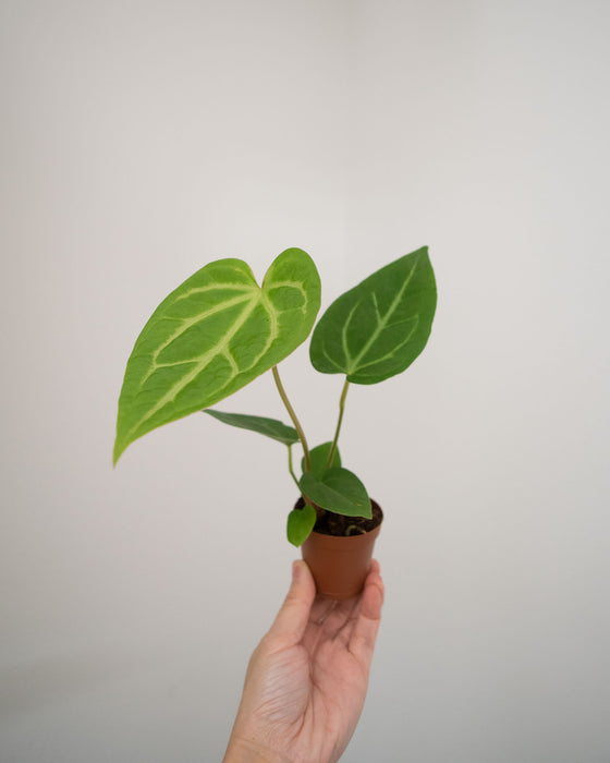 Anthurium 'Magnificum - 2"