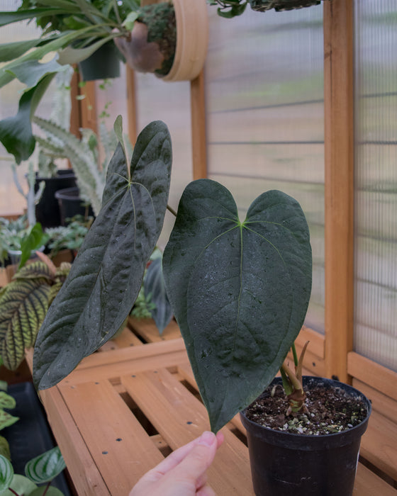 Anthurium 'Queen of Hearts' - 6" (Pick Up Only)