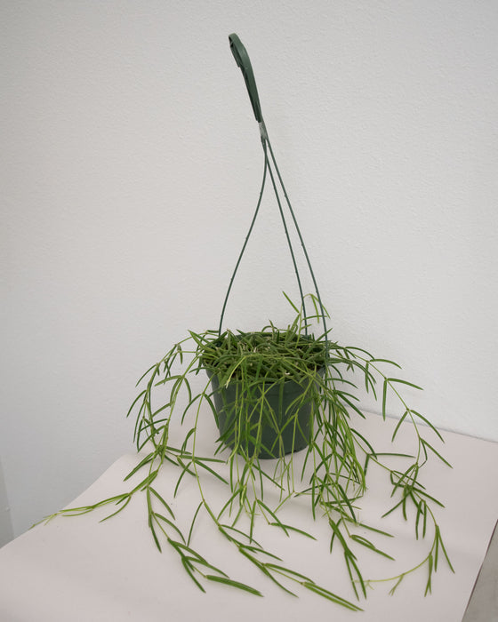 Hoya Linearis - 6" (Pick Up Only)