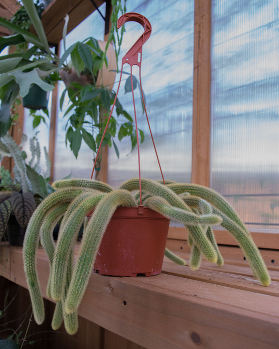 Cleistocactus Winteri 'Golden Rat Tail Cactus' - 6" (Pick Up Only)