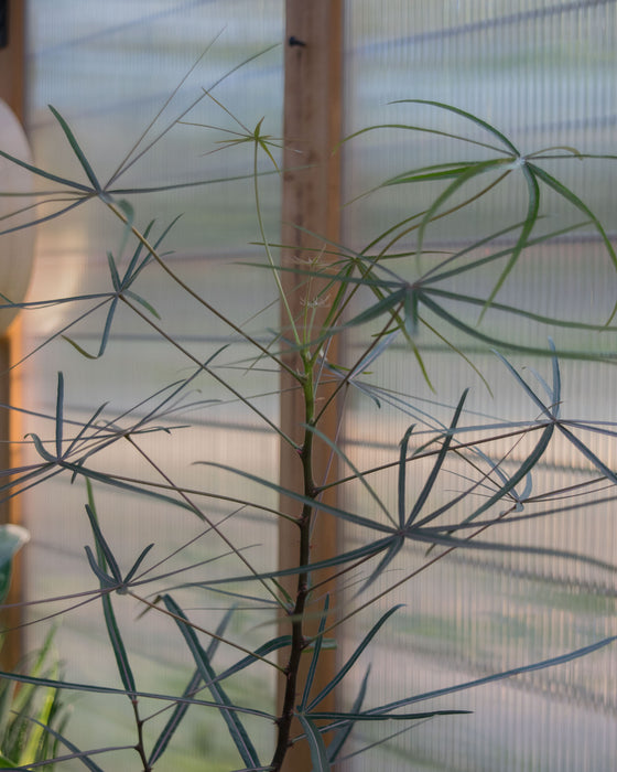 Brachychiton Rupestris 'Queensland Bottle Tree' - 6" (Pick Up Only)