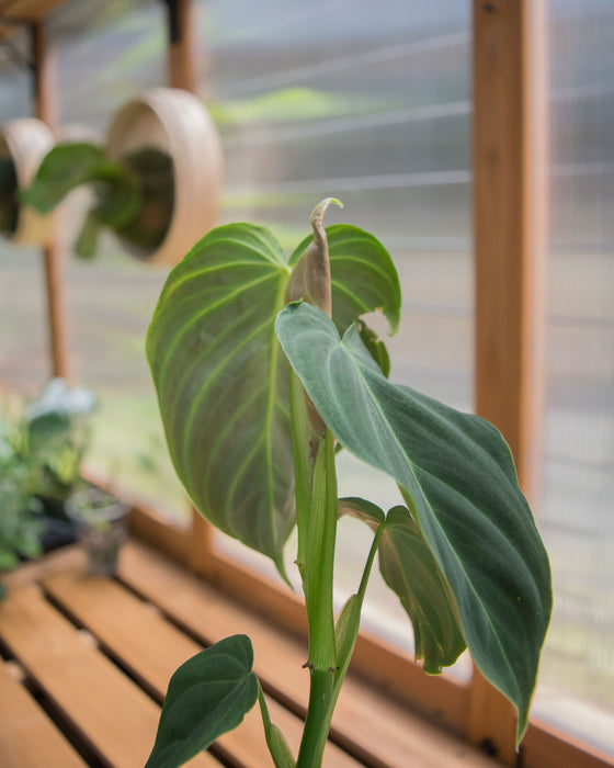 Philodendron 'Splendid' - 4" (SALE)