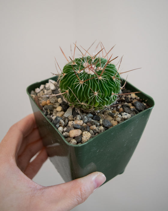 Stenocactus Multicostatus - 4"