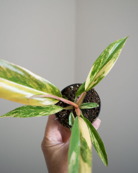 Philodendron 'Caramel Marble' - 2"