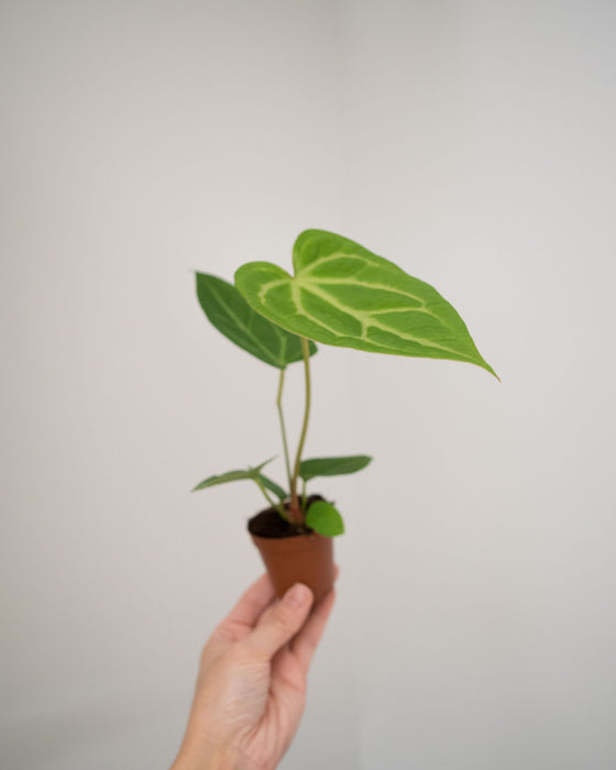 Anthurium 'Magnificum - 2"