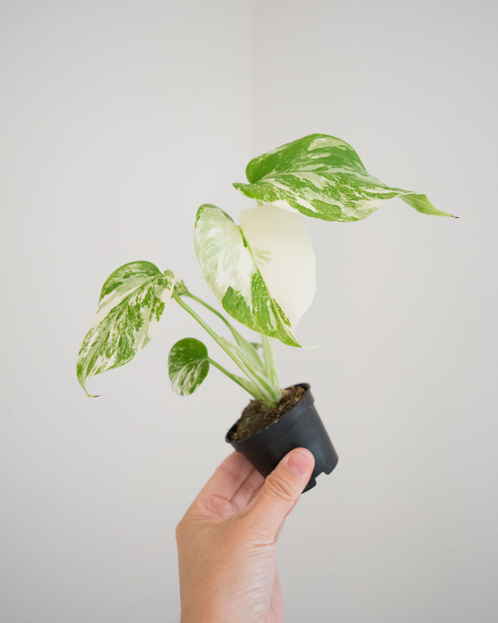 Monstera Deliciosa 'Var. Borsigniana 'Albo' - 2"