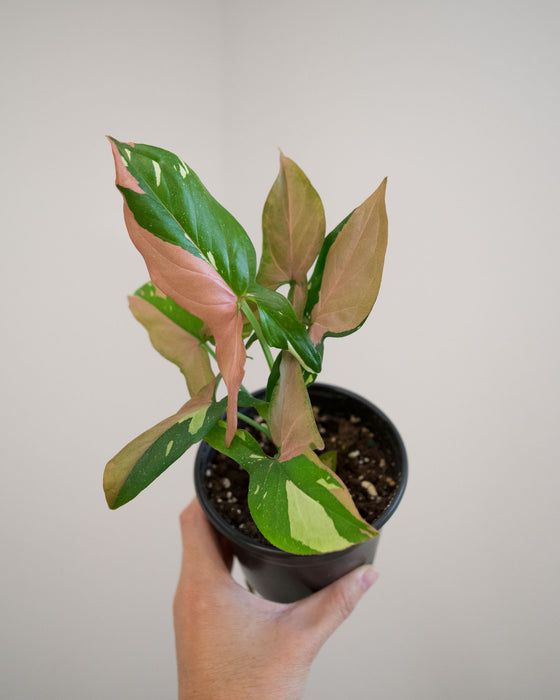 Syngonium Pod. 'Red Spot Tricolor' - 4"