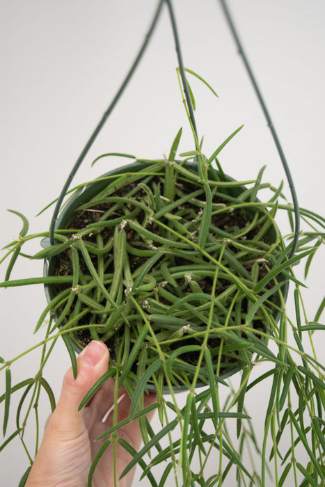 Hoya Linearis - 6" (Pick Up Only)