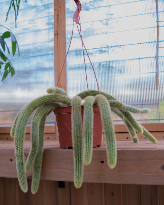 Cleistocactus Winteri 'Golden Rat Tail Cactus' - 6" (Pick Up Only)