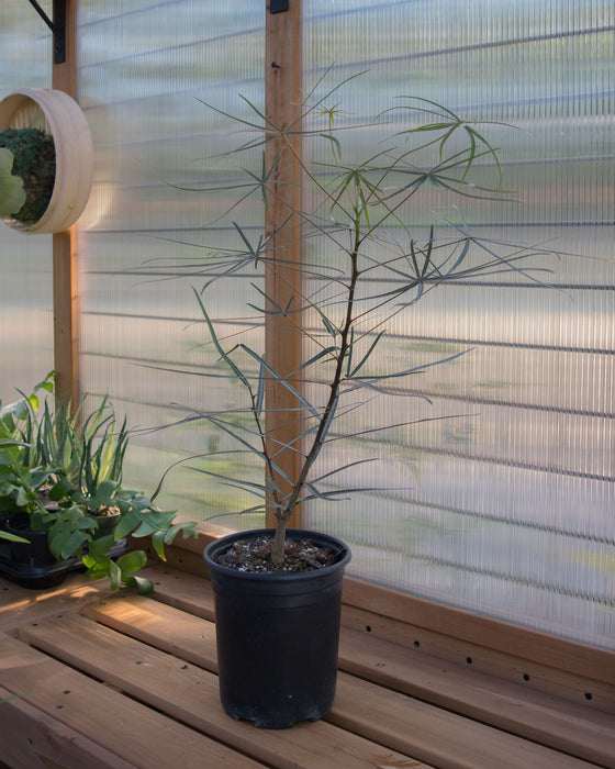 Brachychiton Rupestris 'Queensland Bottle Tree' - 6" (Pick Up Only)