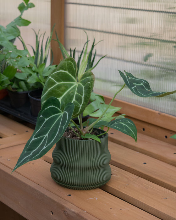 4" Ribbed Bubble Planter with Drainage Tray - Dark Green