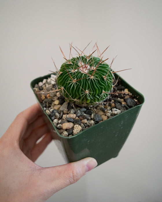 Stenocactus Multicostatus - 4"