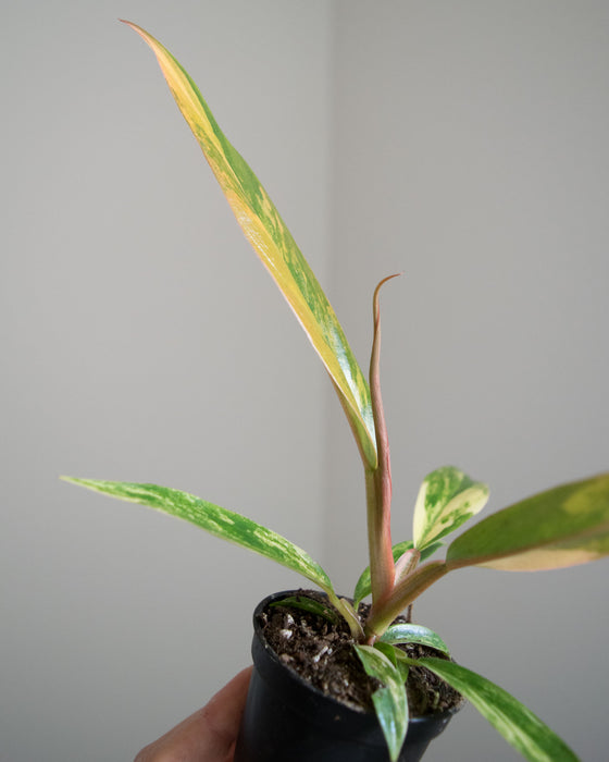 Philodendron 'Caramel Marble' - 2"