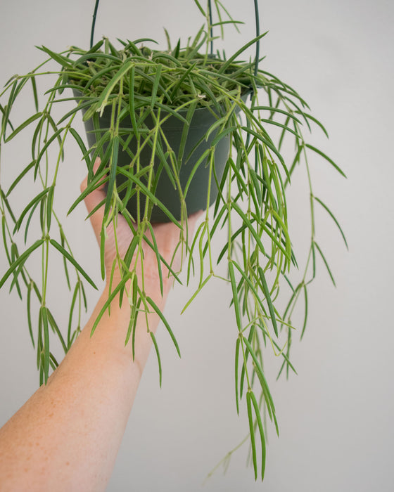 Hoya Linearis - 6" (Pick Up Only)