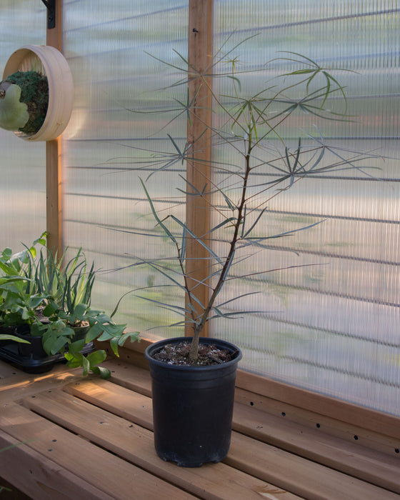 Brachychiton Rupestris 'Queensland Bottle Tree' - 6" (Pick Up Only)