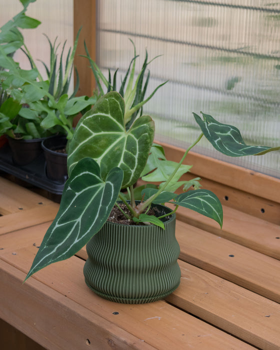 4" Ribbed Bubble Planter with Drainage Tray - Dark Green