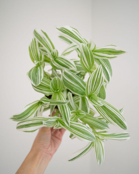 Tradescantia 'Pistachio White' - 4"
