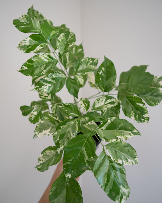 Radermachera Sinica 'Variegata' - 4"