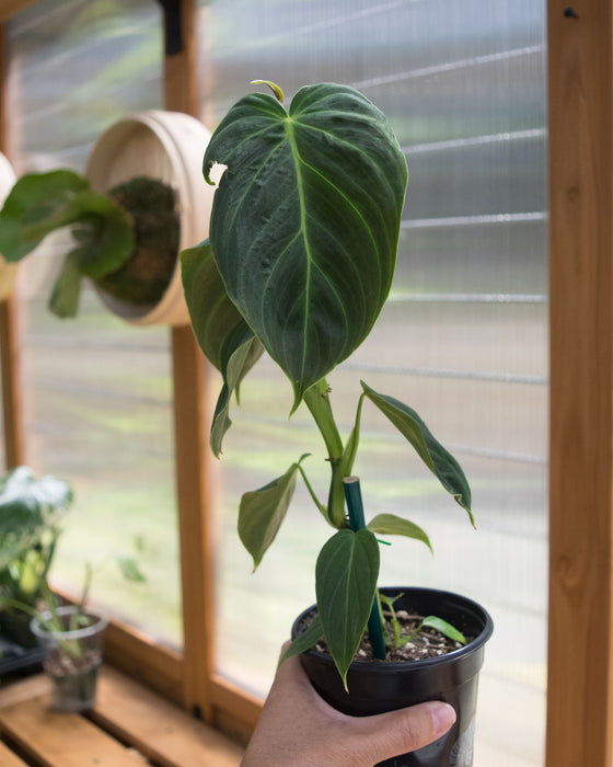 Philodendron 'Splendid' - 4" (SALE)