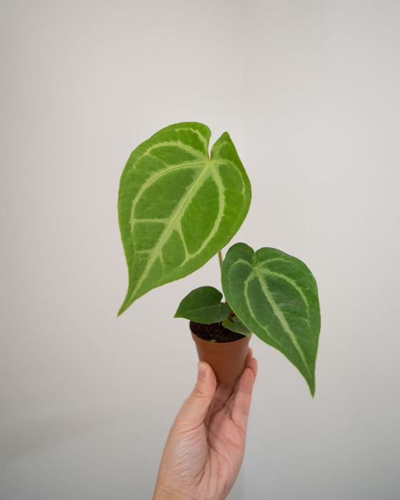Anthurium 'Magnificum - 2"