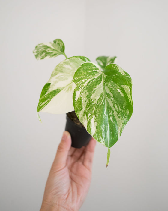 Monstera Deliciosa 'Var. Borsigniana 'Albo' - 2"