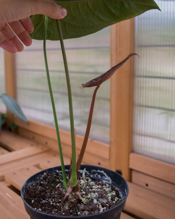 Anthurium 'Queen of Hearts' - 6" (Pick Up Only)