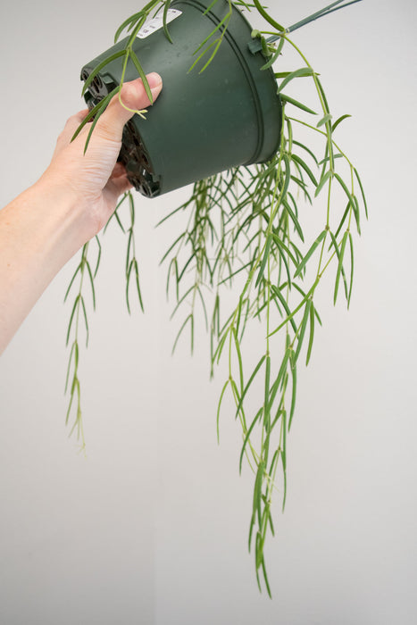 Hoya Linearis - 6" (Pick Up Only)