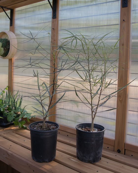 Brachychiton Rupestris 'Queensland Bottle Tree' - 6" (Pick Up Only)