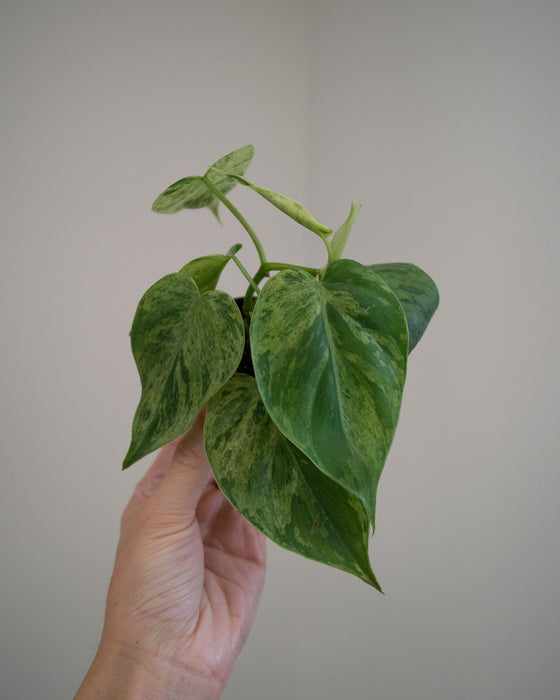 Philodendron Scandens Variegatum - 2"