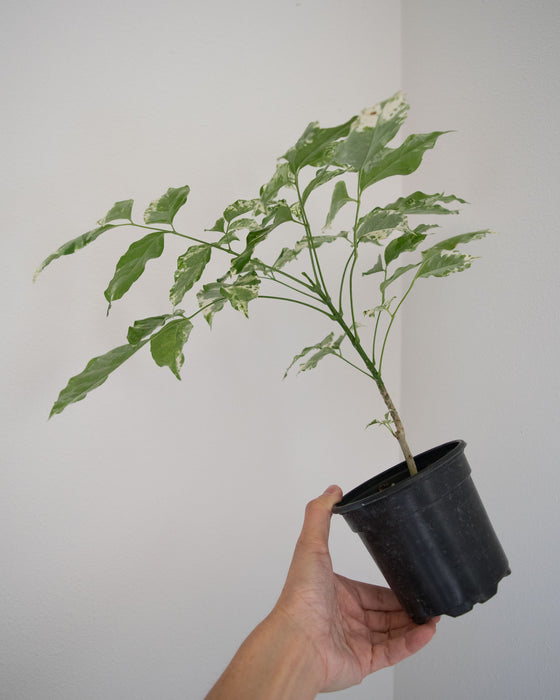 Radermachera Sinica 'Variegata' - 4"