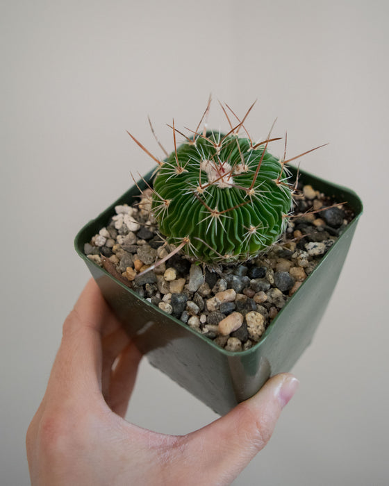 Stenocactus Multicostatus - 4"