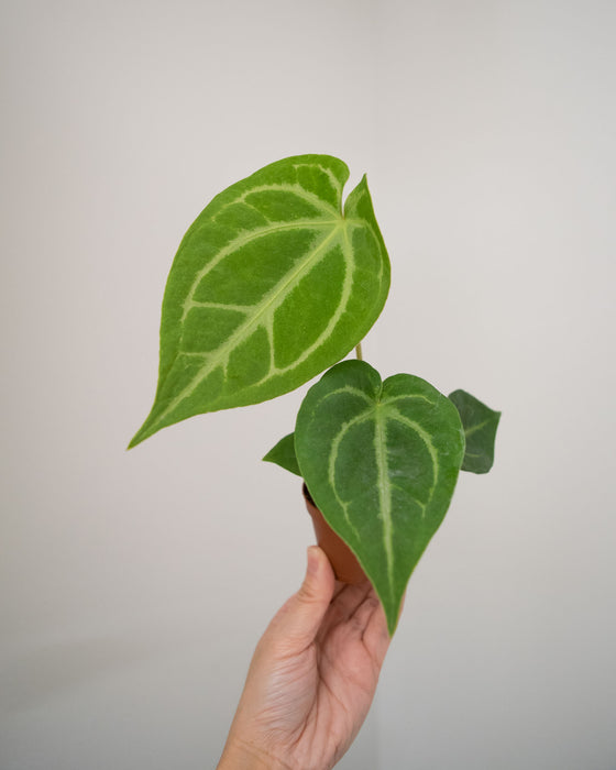 Anthurium 'Magnificum - 2"