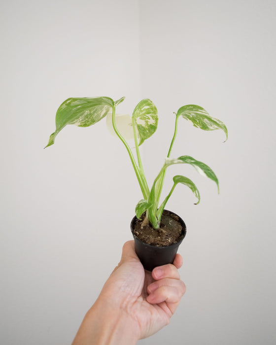 Monstera Deliciosa 'Var. Borsigniana 'Albo' - 2"