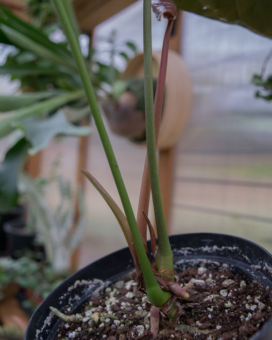Anthurium 'Queen of Hearts' - 6" (Pick Up Only)
